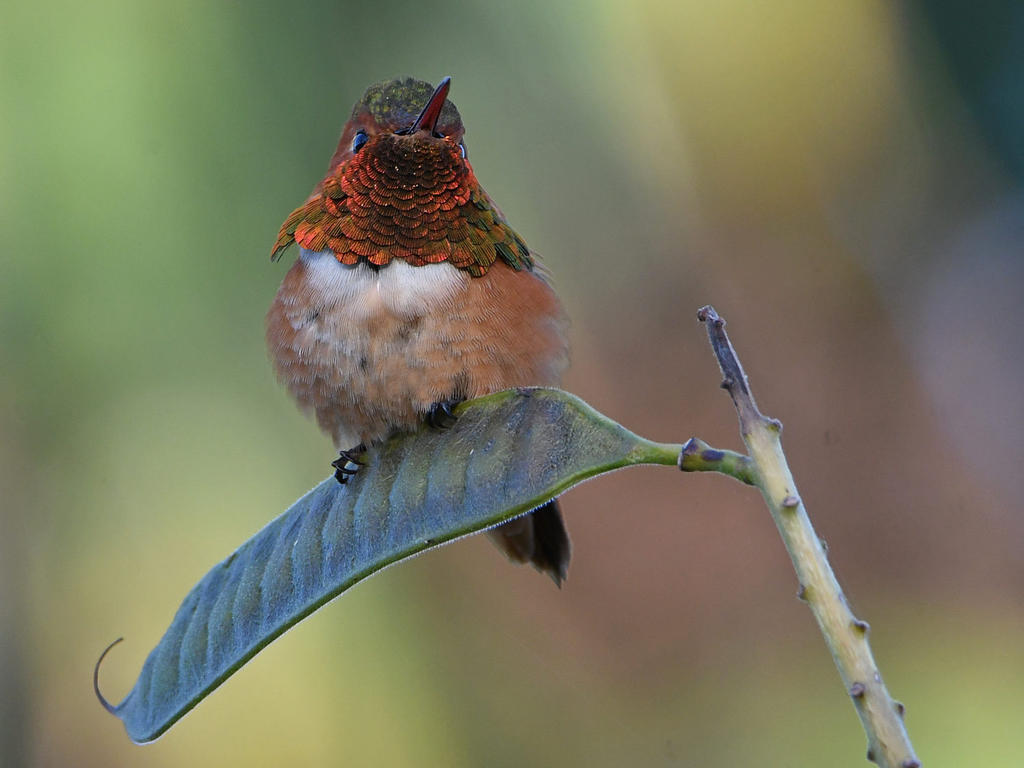 Hummer.jpg