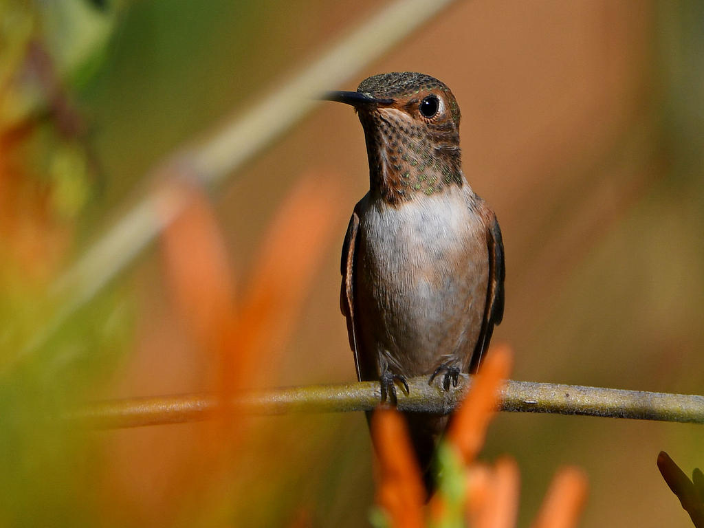 Hummer.jpg