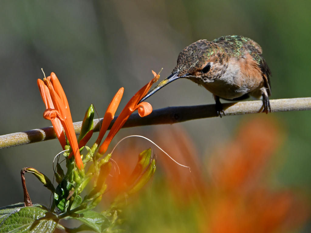 Hummer.jpg