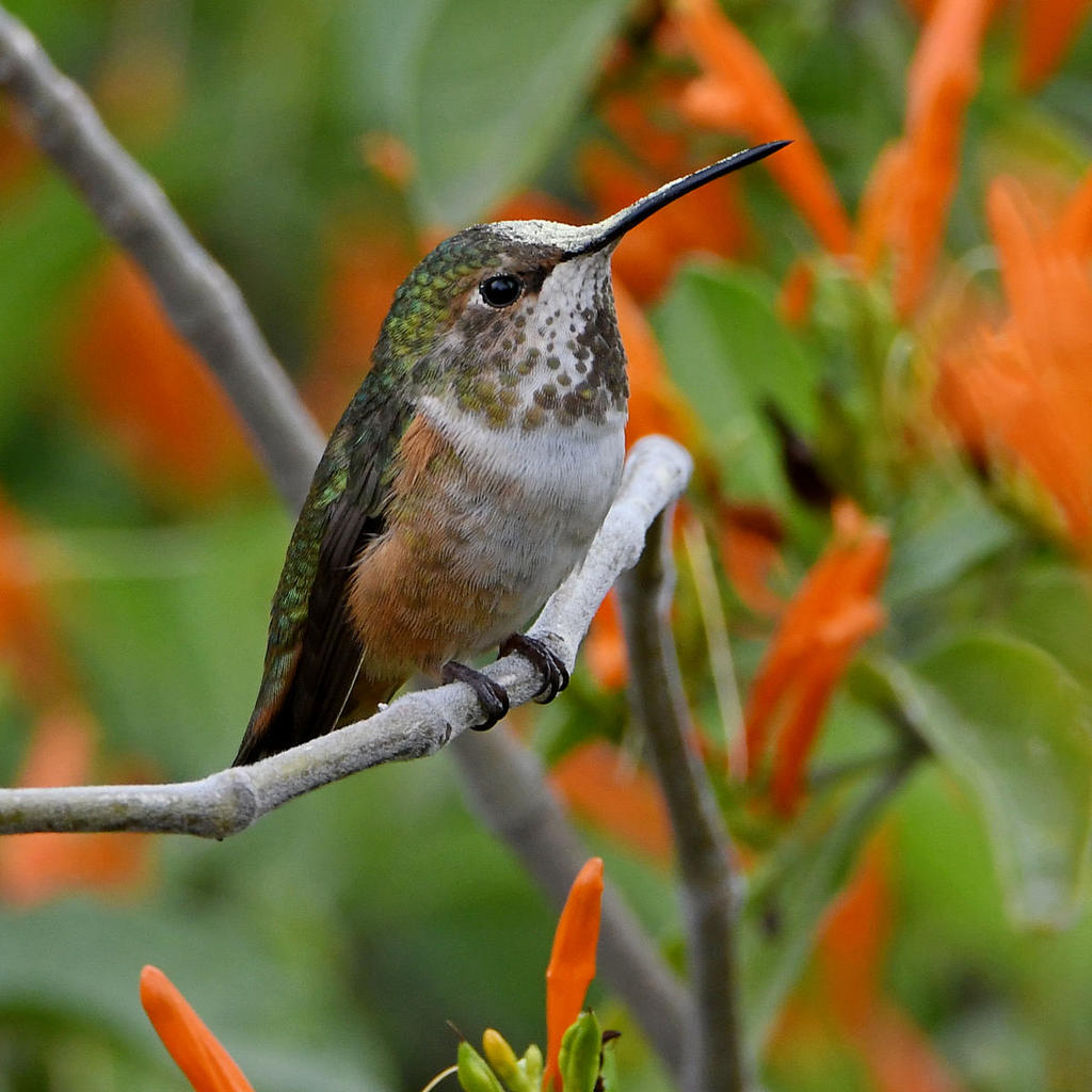 Hummer.jpg