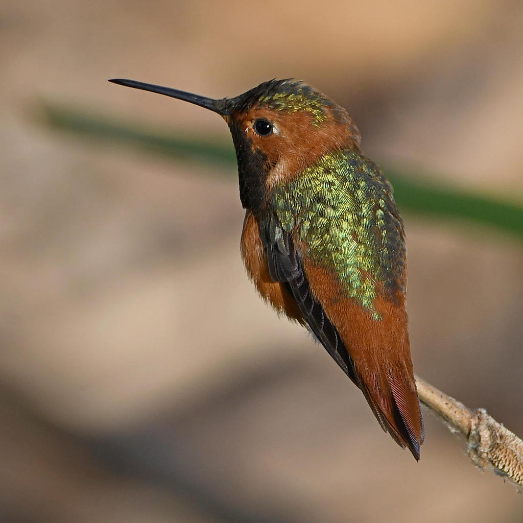 Hummer.jpg