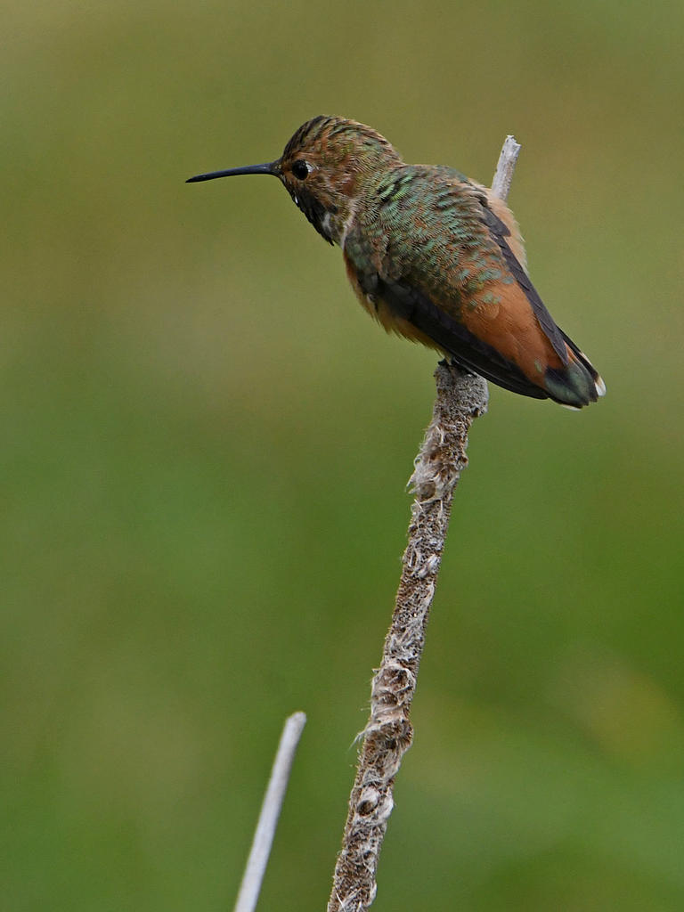Hummer.jpg