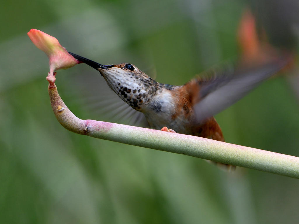 Hummer.jpg