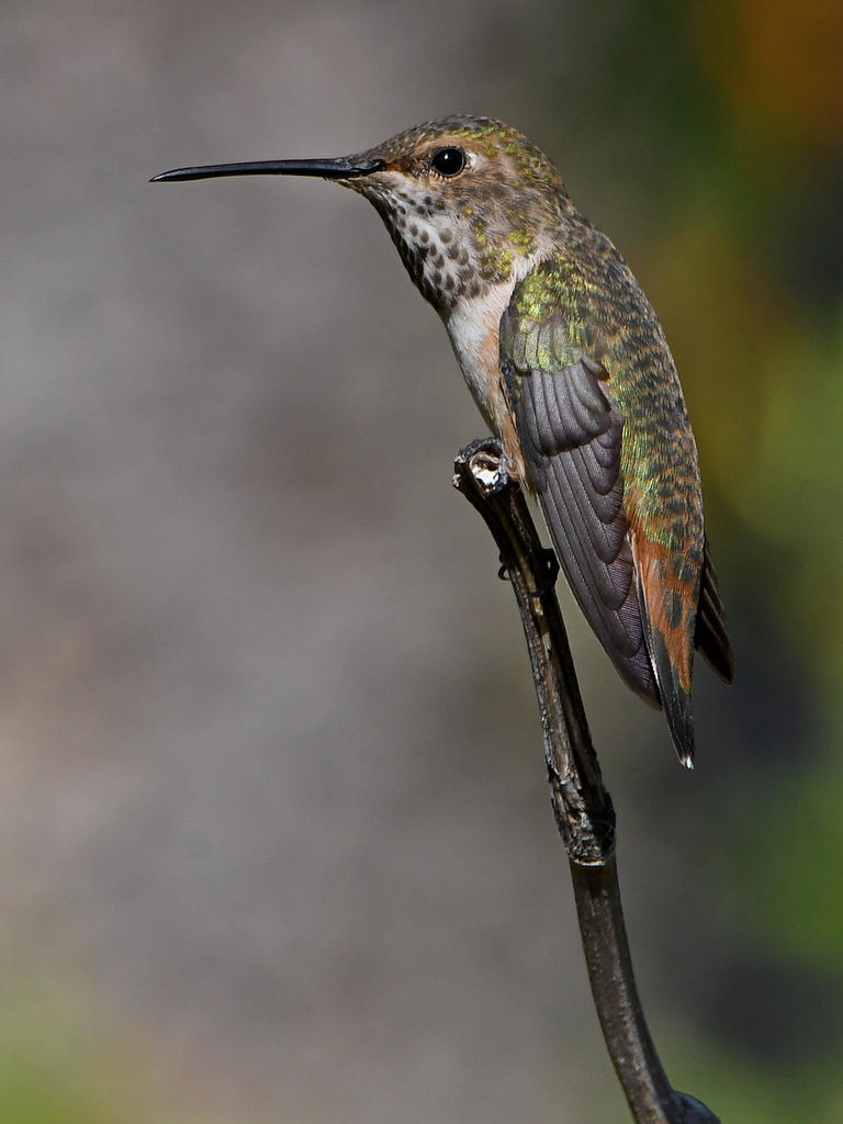 Hummer.jpg