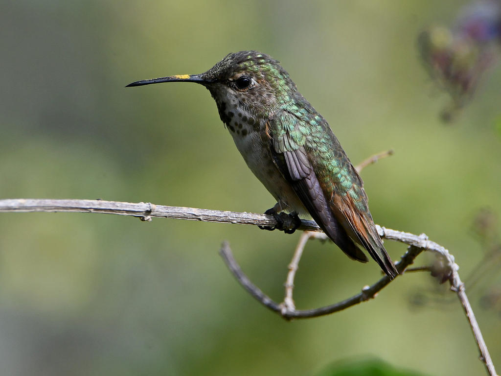 Hummer.jpg