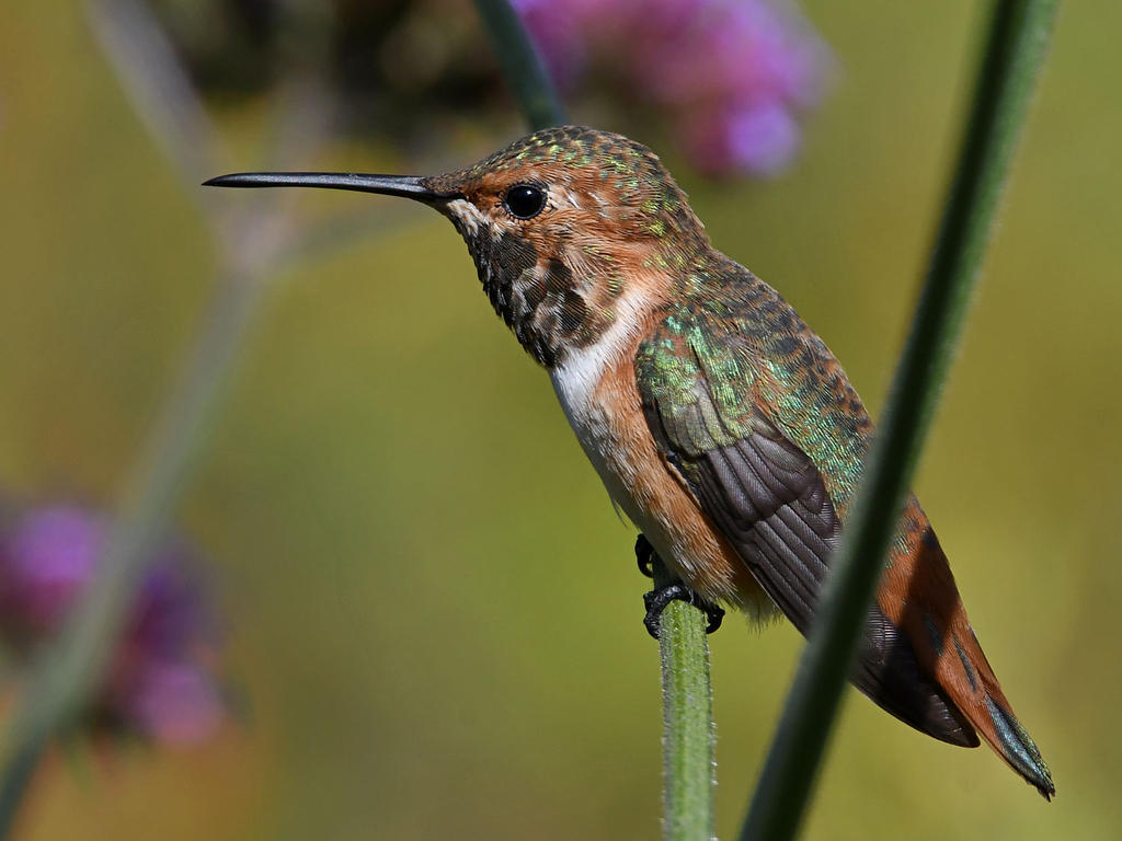 Hummer.jpg