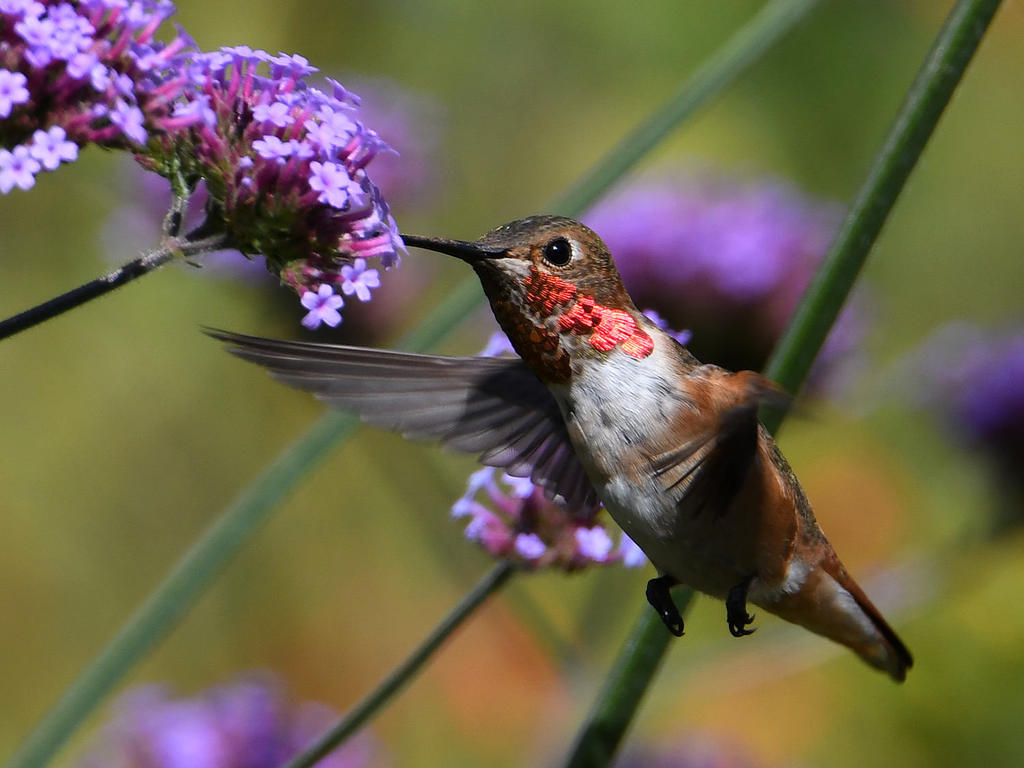 Hummer.jpg