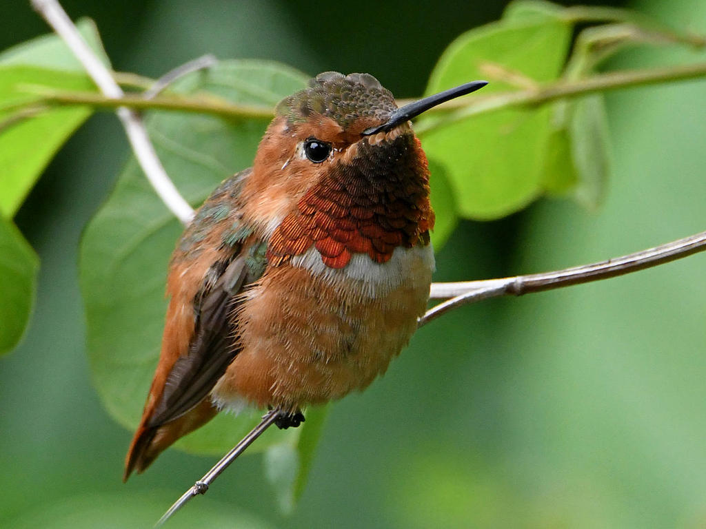 Hummer.jpg
