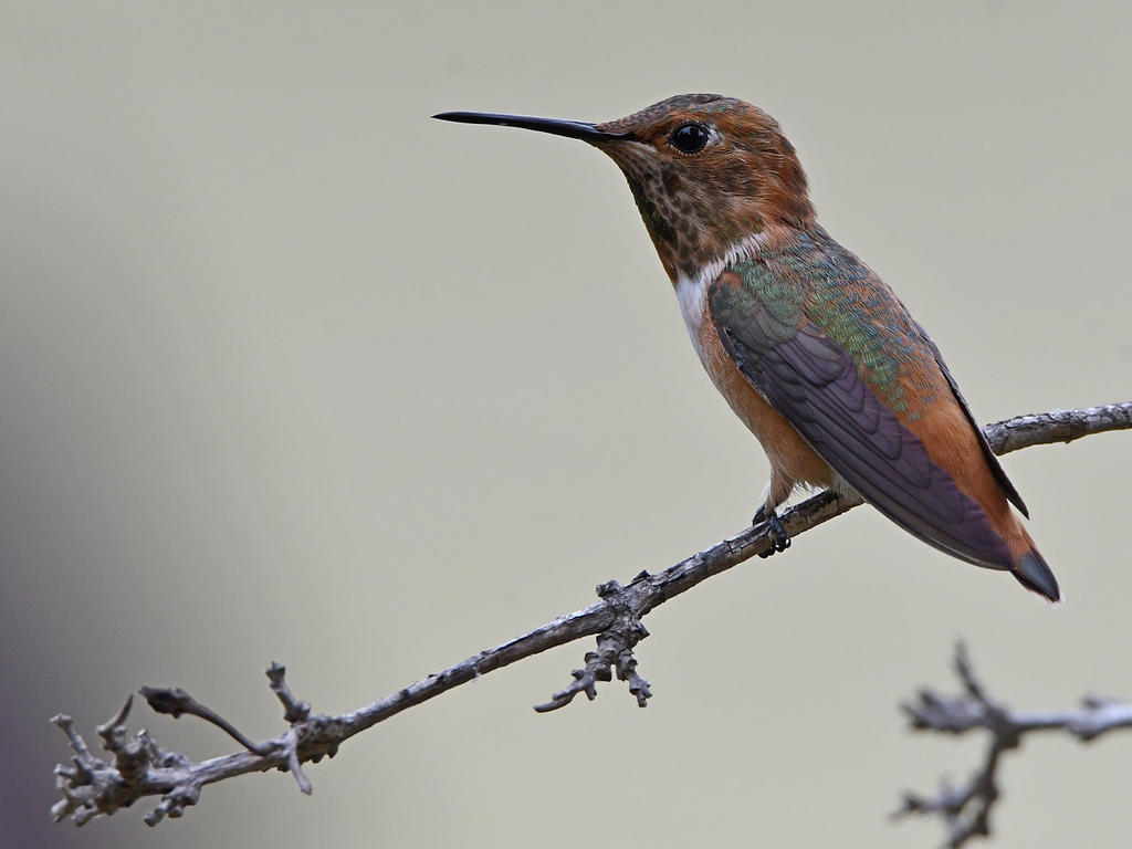 Hummer.jpg