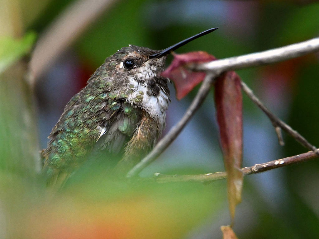 Hummer.jpg