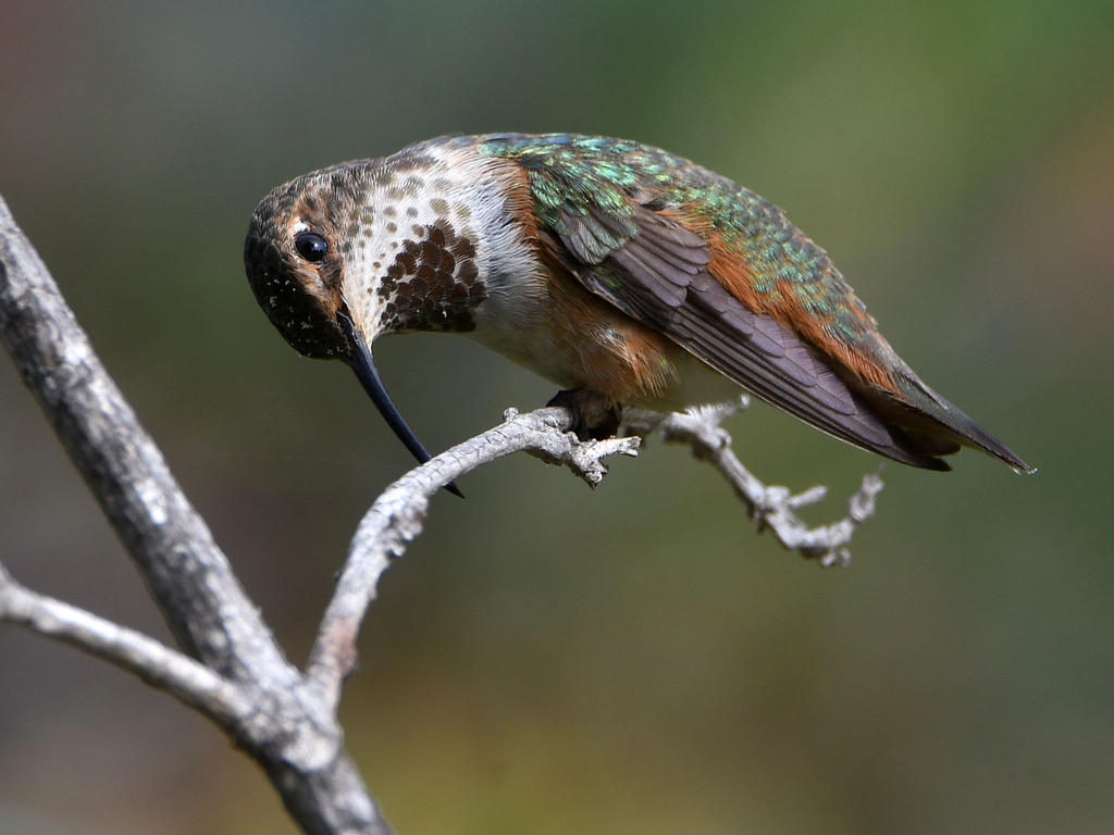 Hummer.jpg