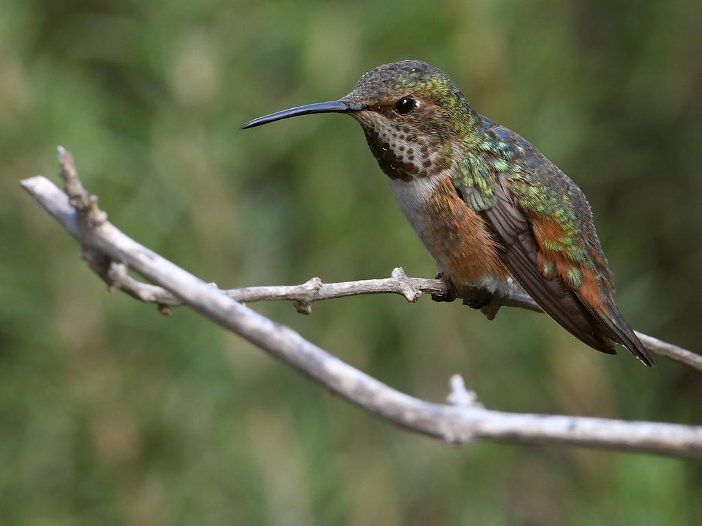 Hummer.jpg