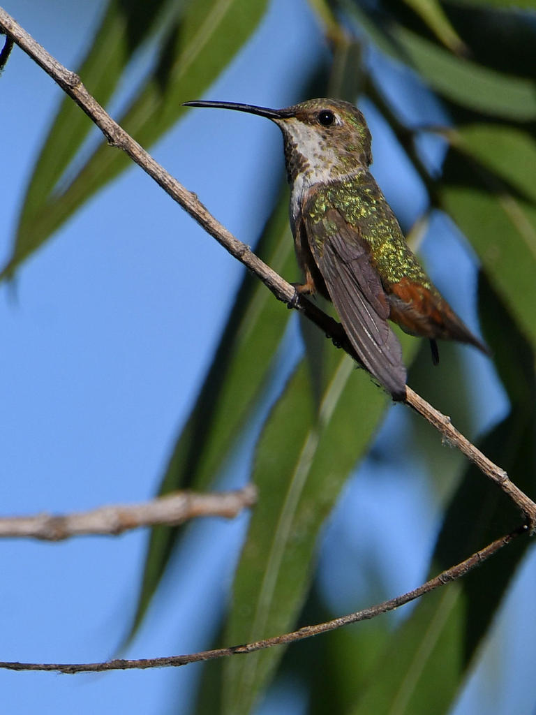 Hummer.jpg