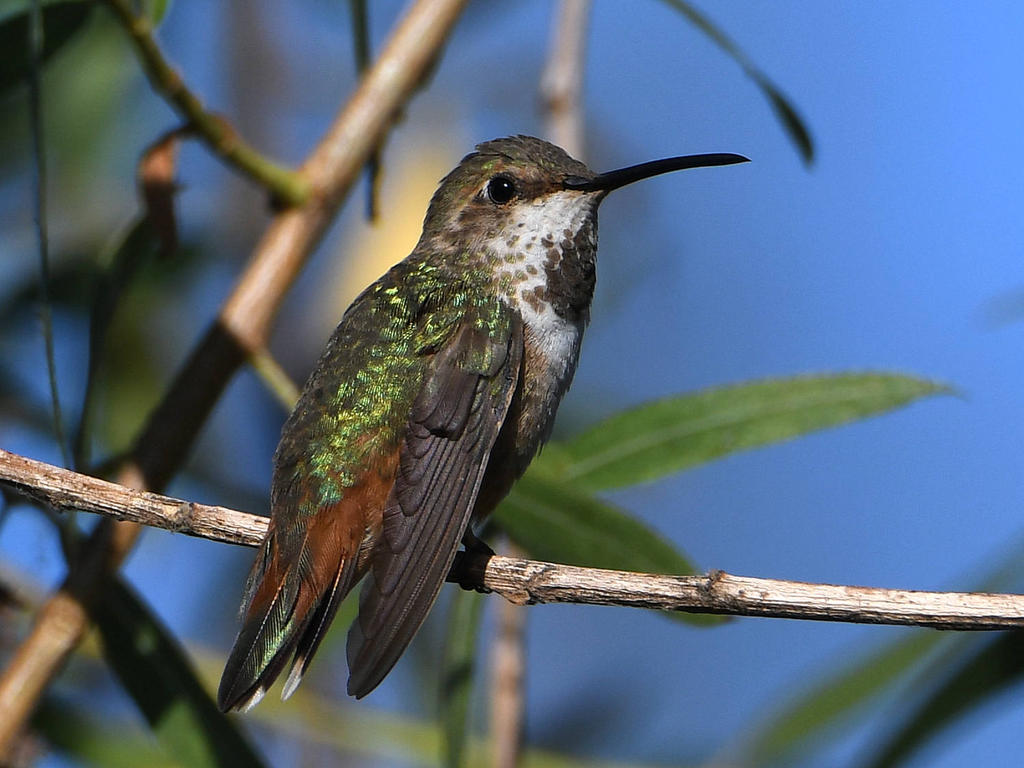 Hummer.jpg