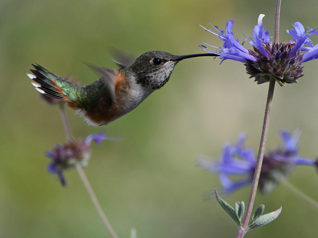 Hummer.jpg