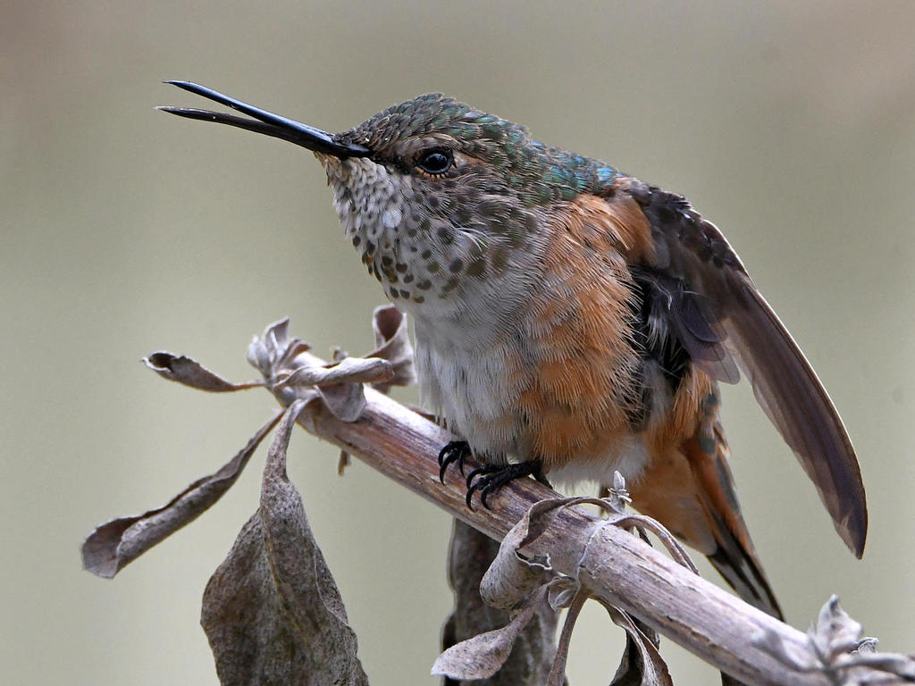 Hummer.jpg