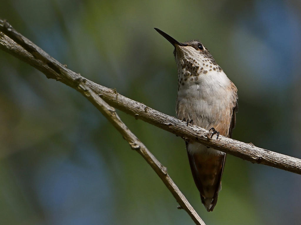 Hummer.jpg