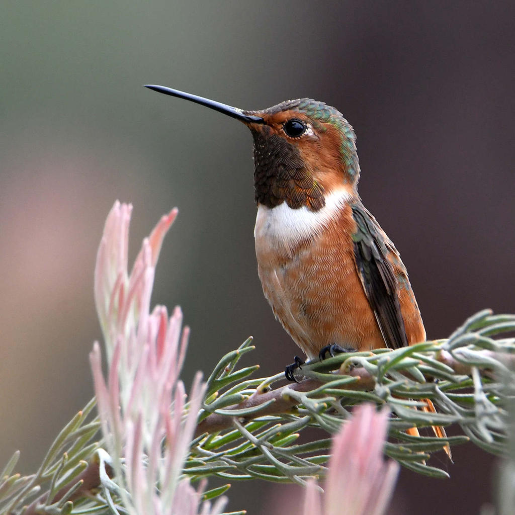 Hummer.jpg