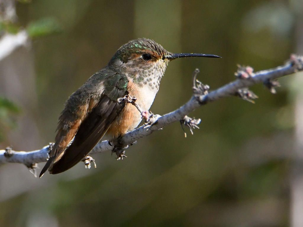 Hummer.jpg