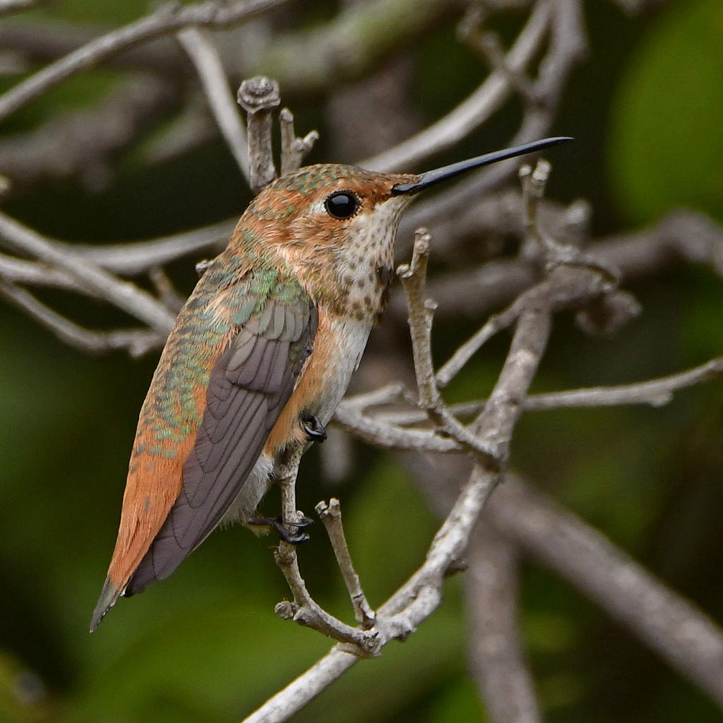 Hummer.jpg