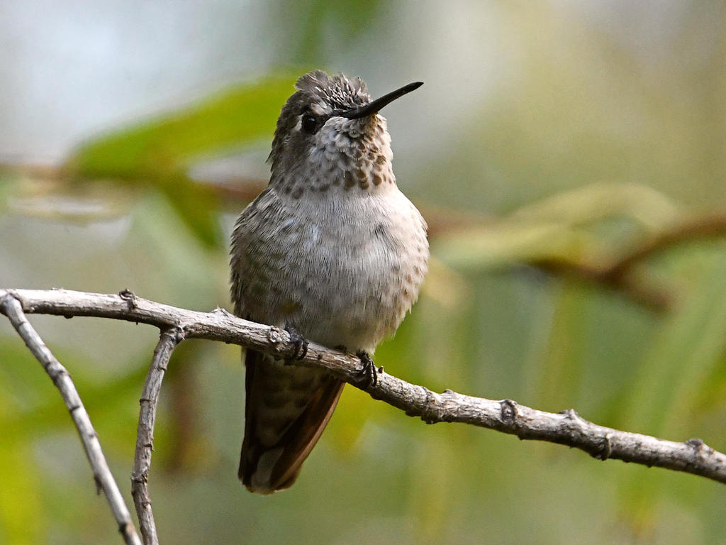 Hummer.jpg