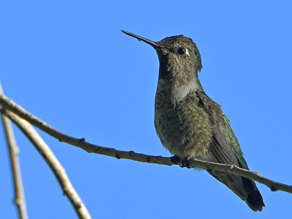 Hummer.jpg