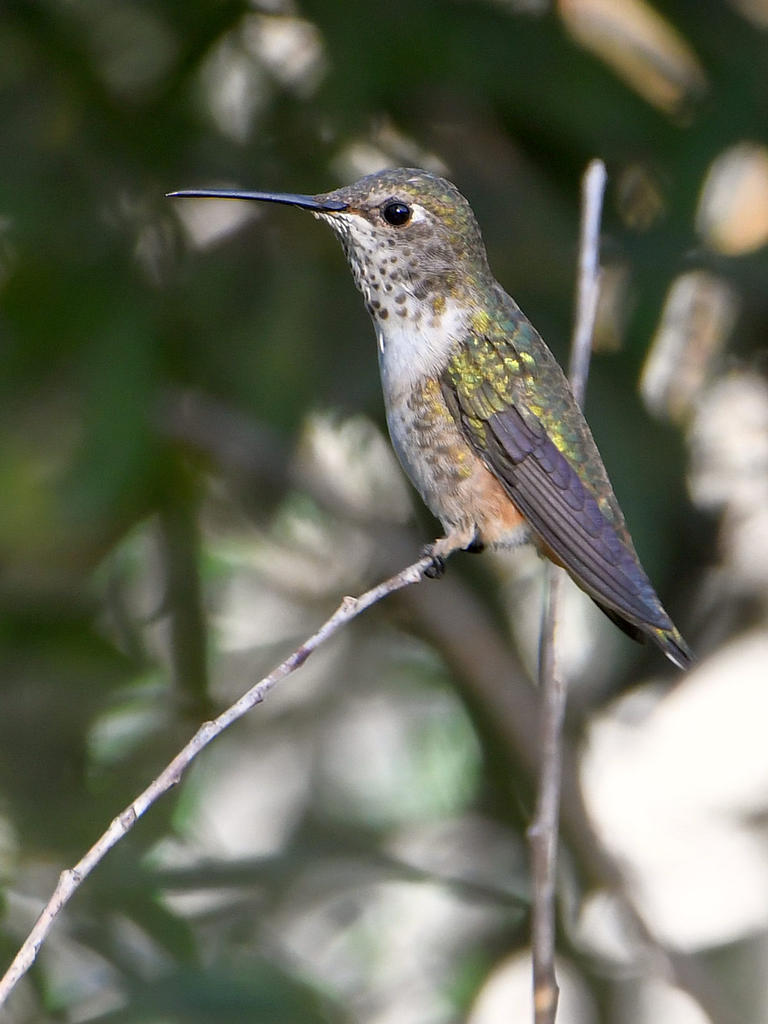 Hummer.jpg