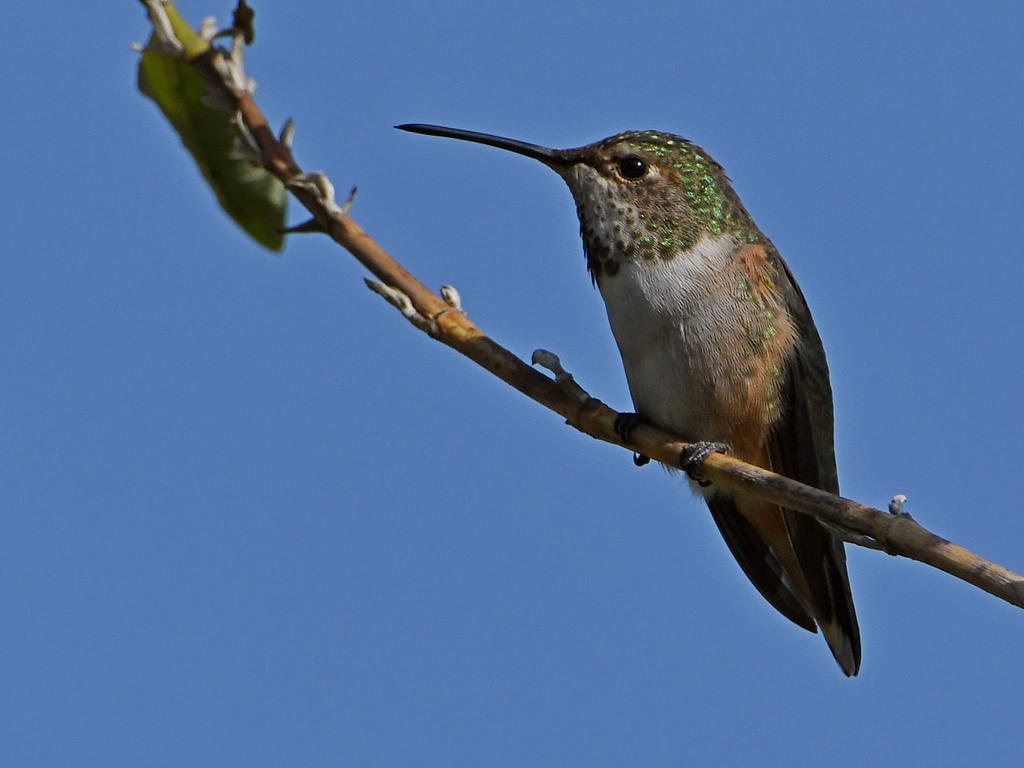 Hummer.jpg