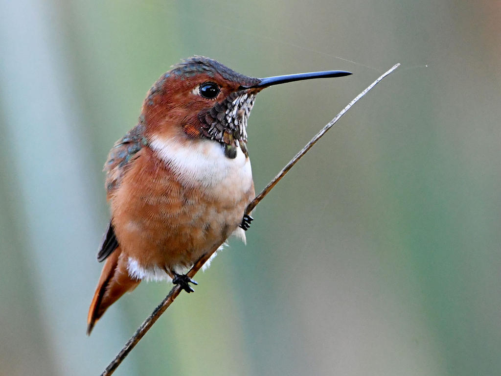 Hummer.jpg