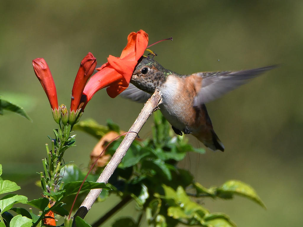 Hummer.jpg