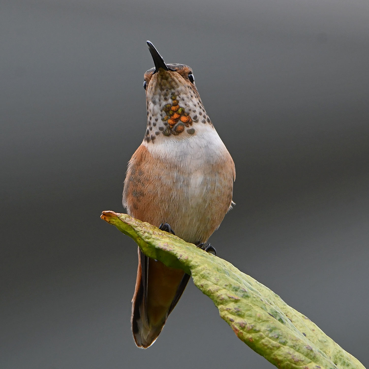 Hummer.jpg