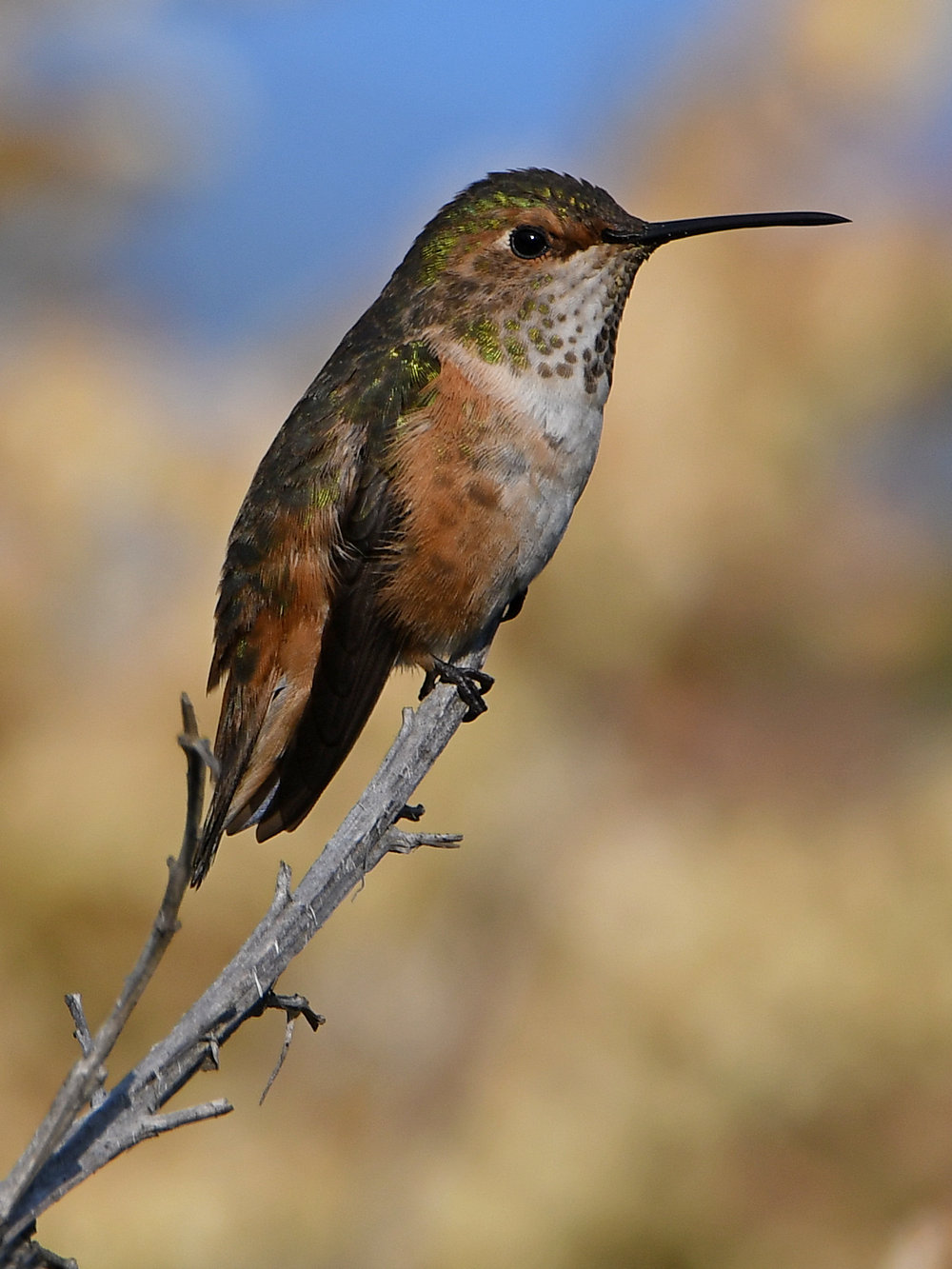 Hummer.jpg