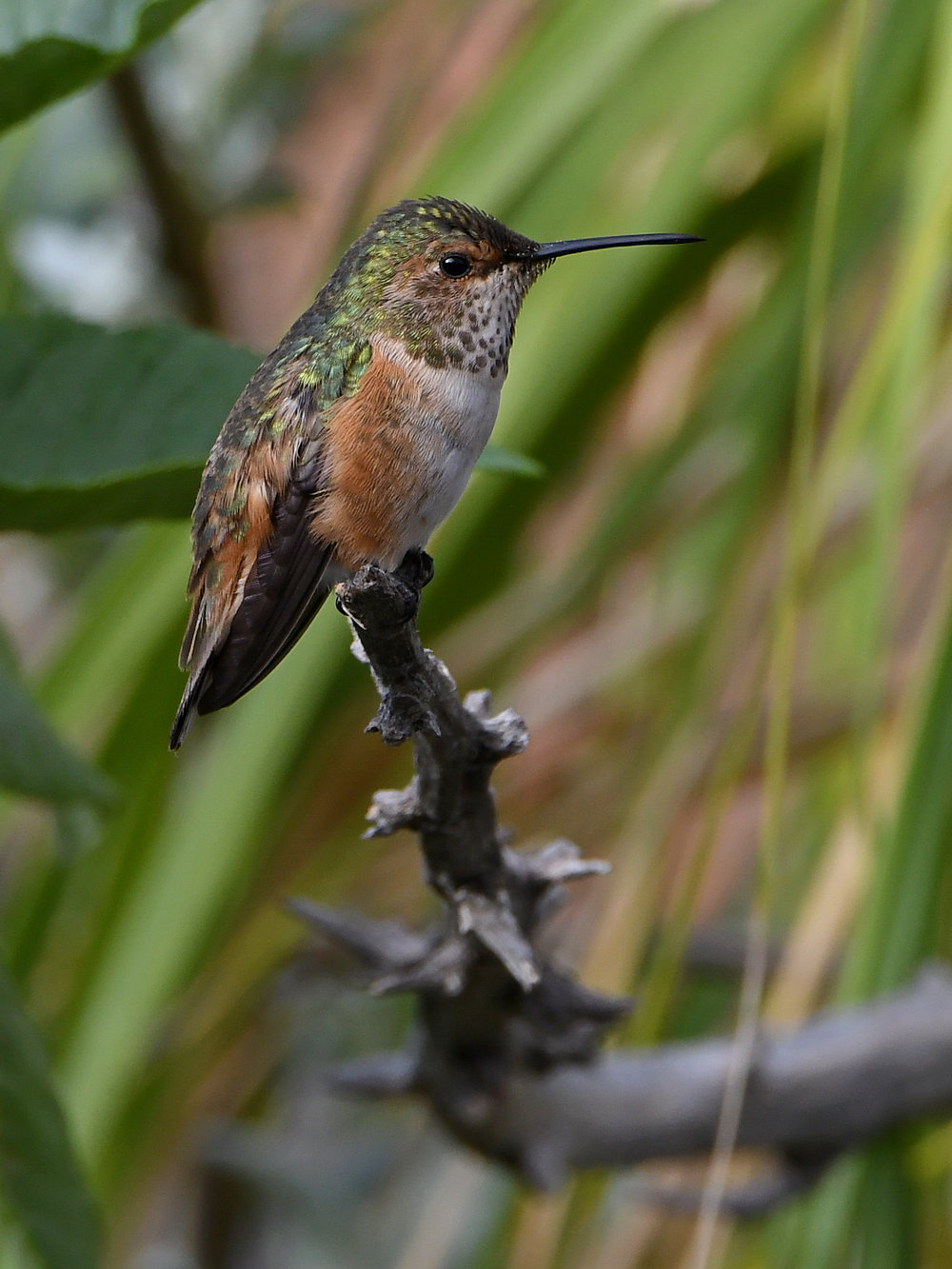 Hummer.jpg