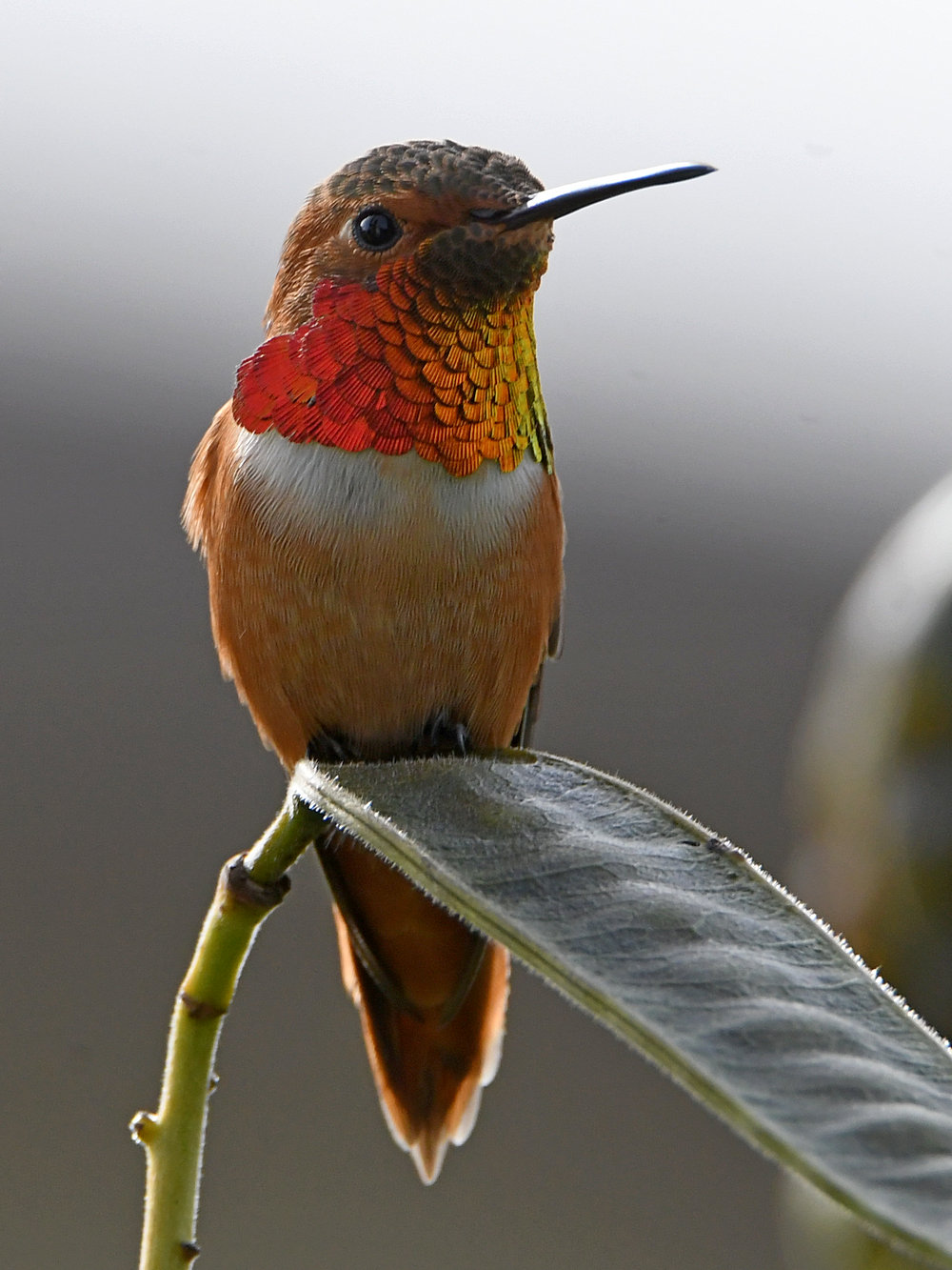 Hummer.jpg