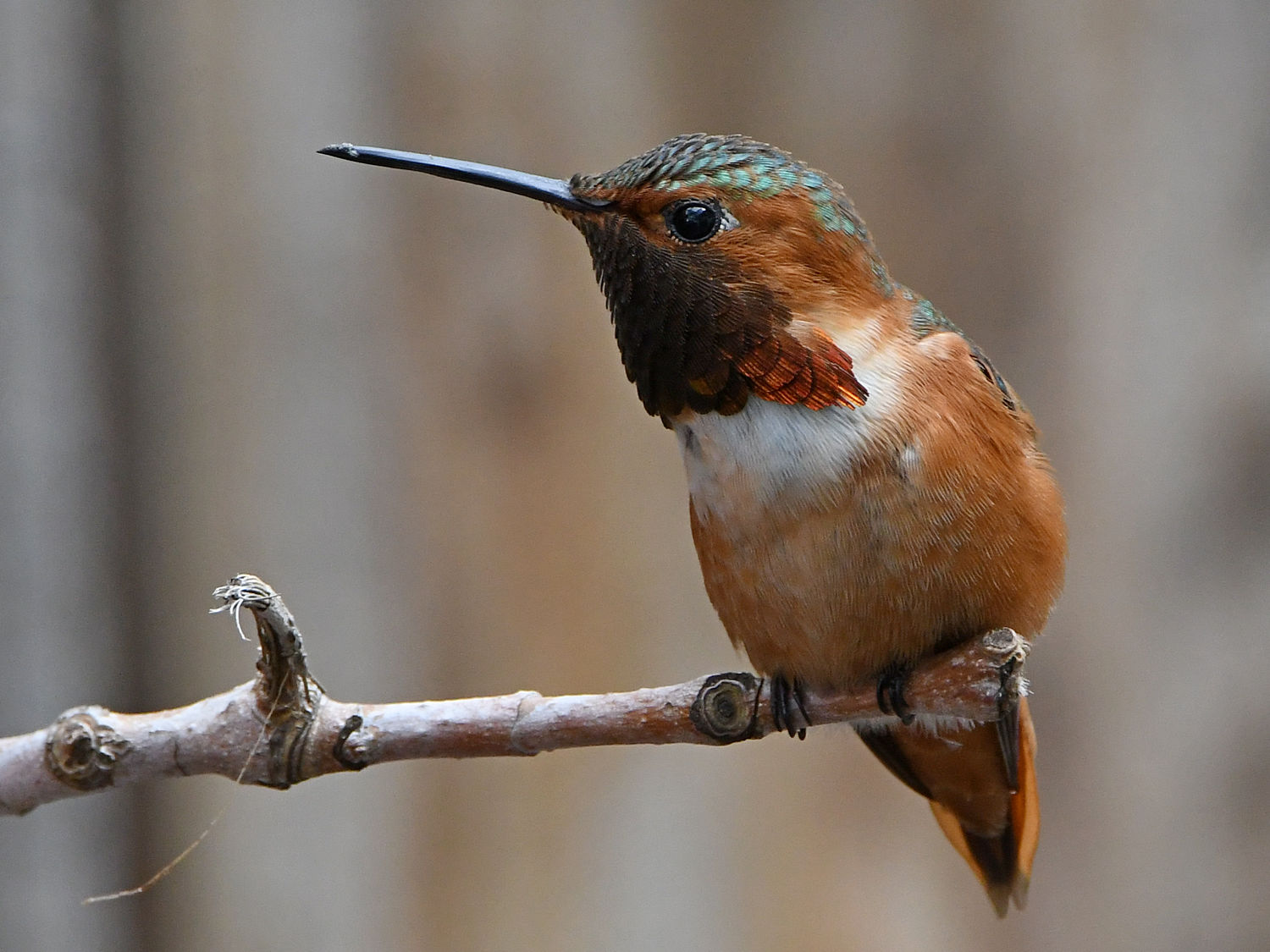 Hummer.jpg