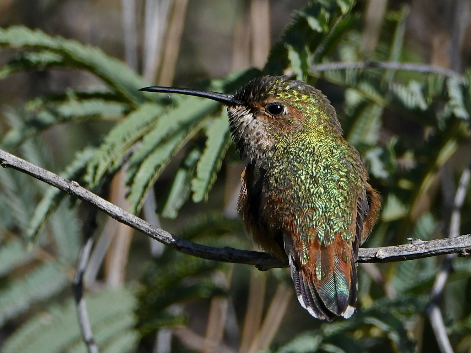 Hummer.jpg