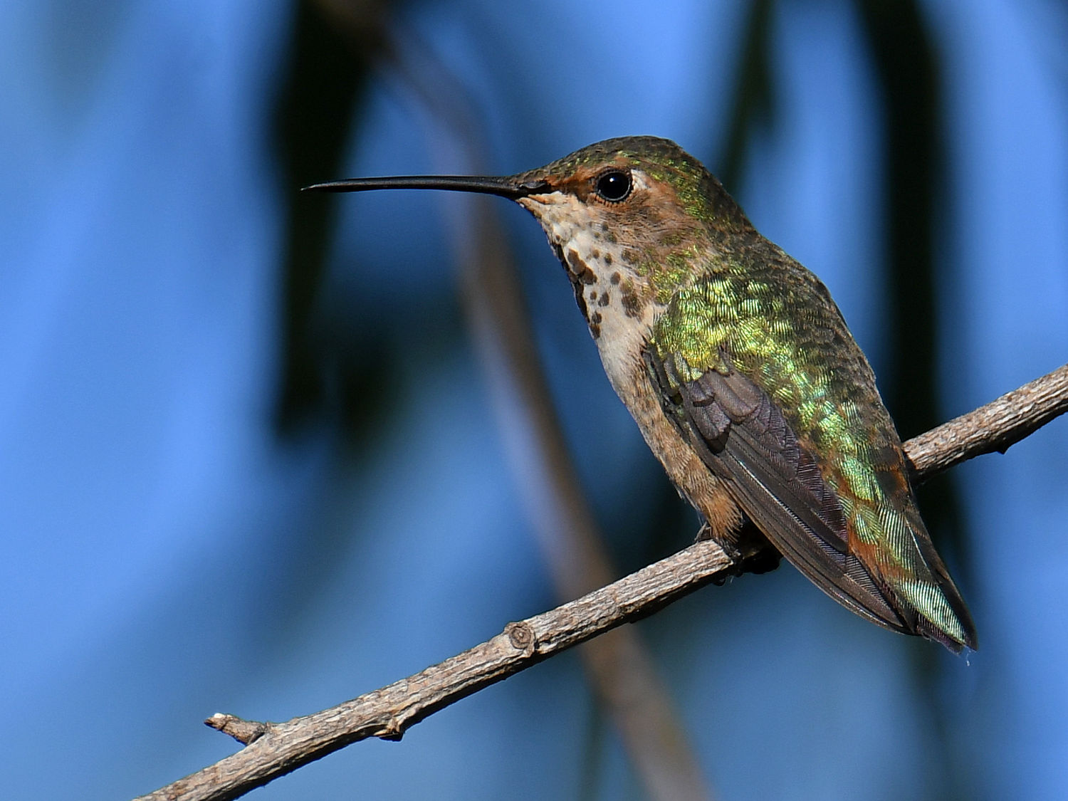 Hummer.jpg