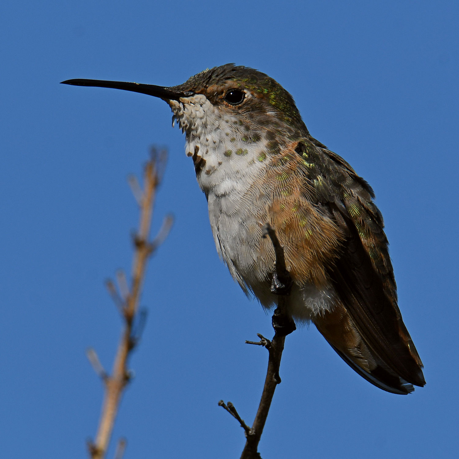Hummer.jpg