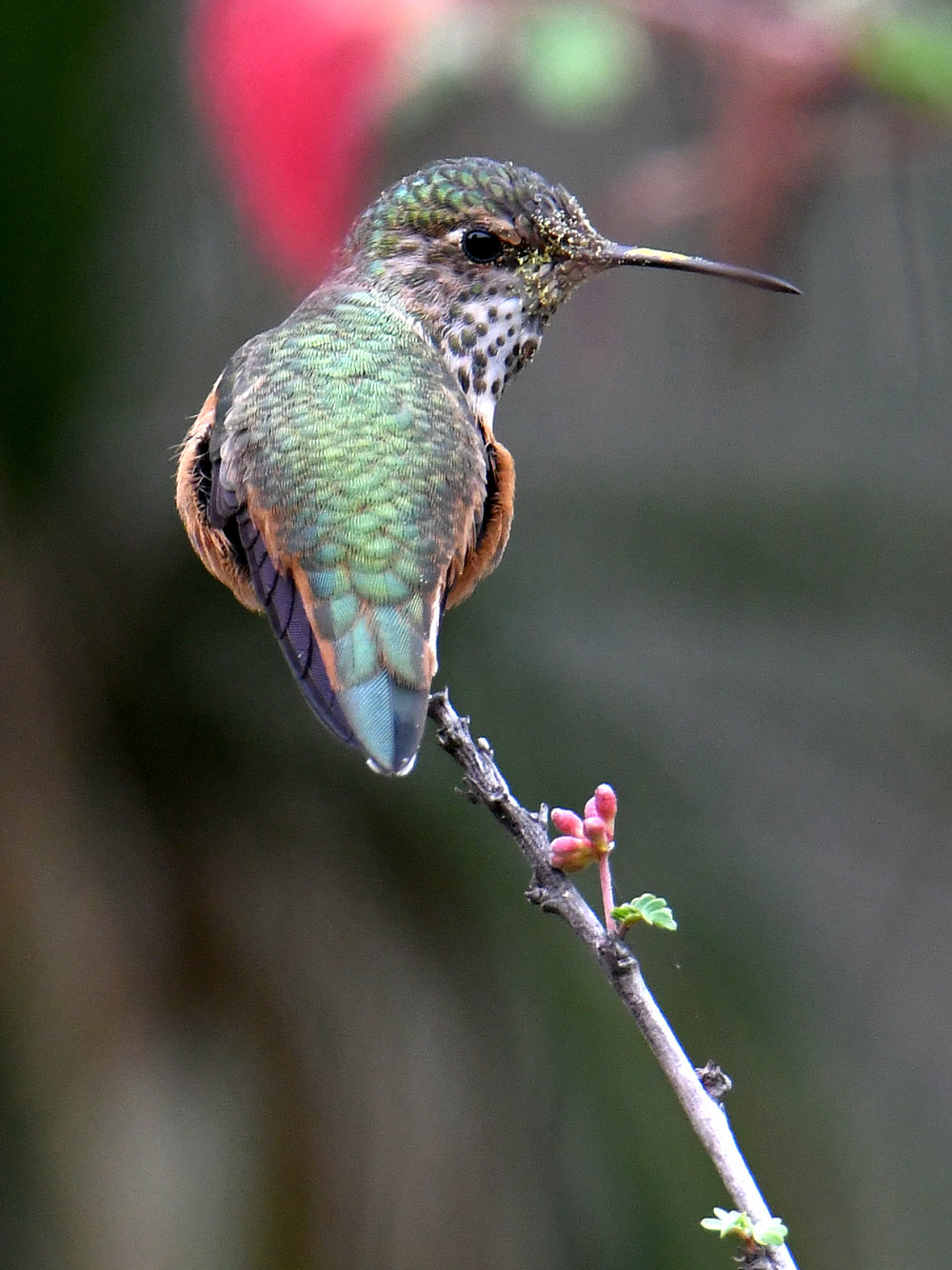 Hummer.jpg
