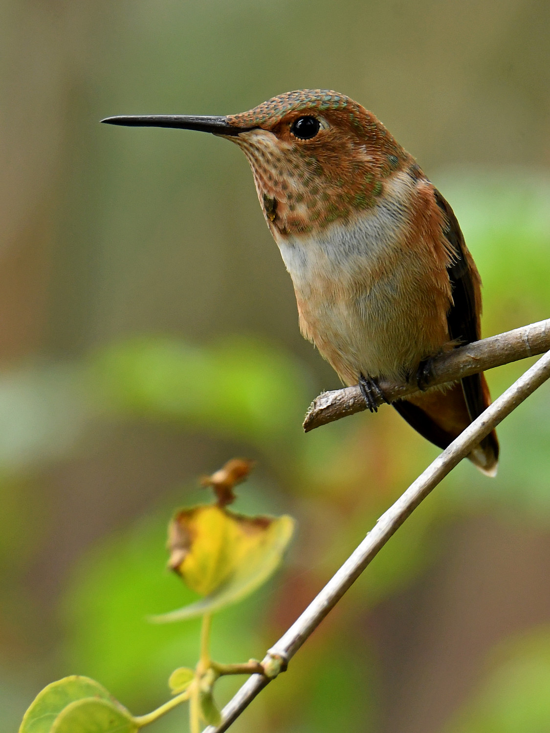 Hummer.jpg