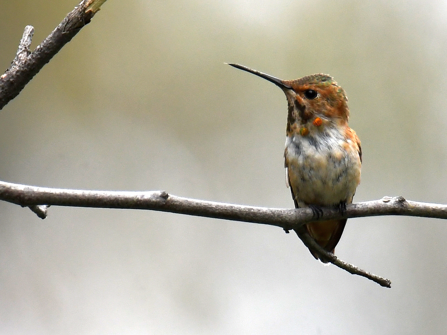 Hummer.jpg
