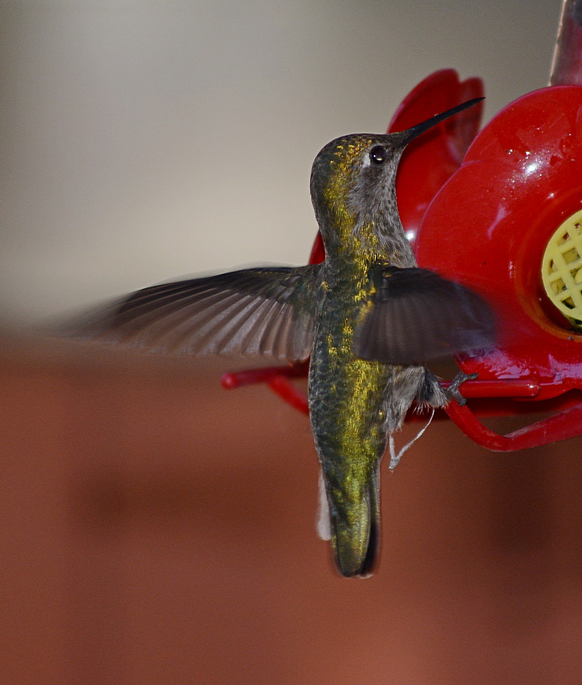 Hummer.jpg