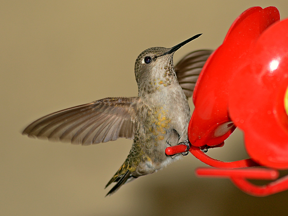 Hummer.jpg