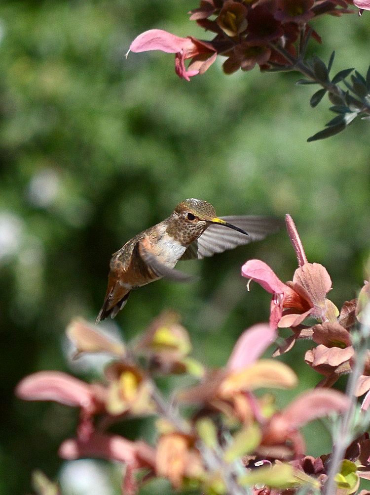Hummer.jpg