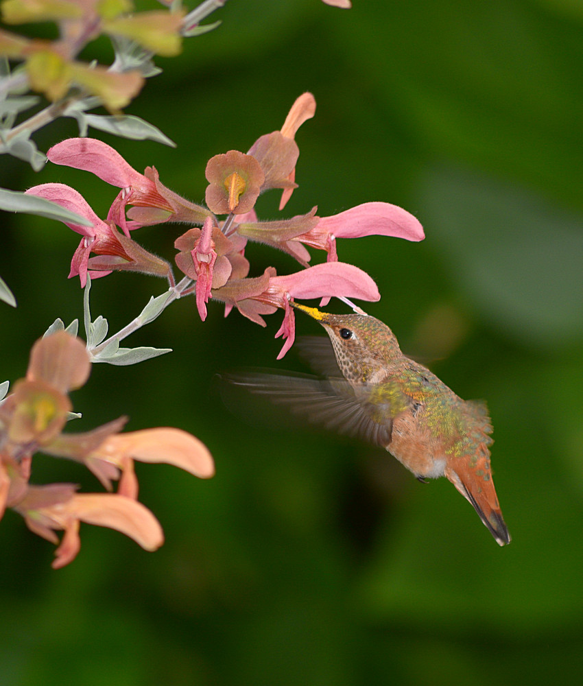 Hummer.jpg