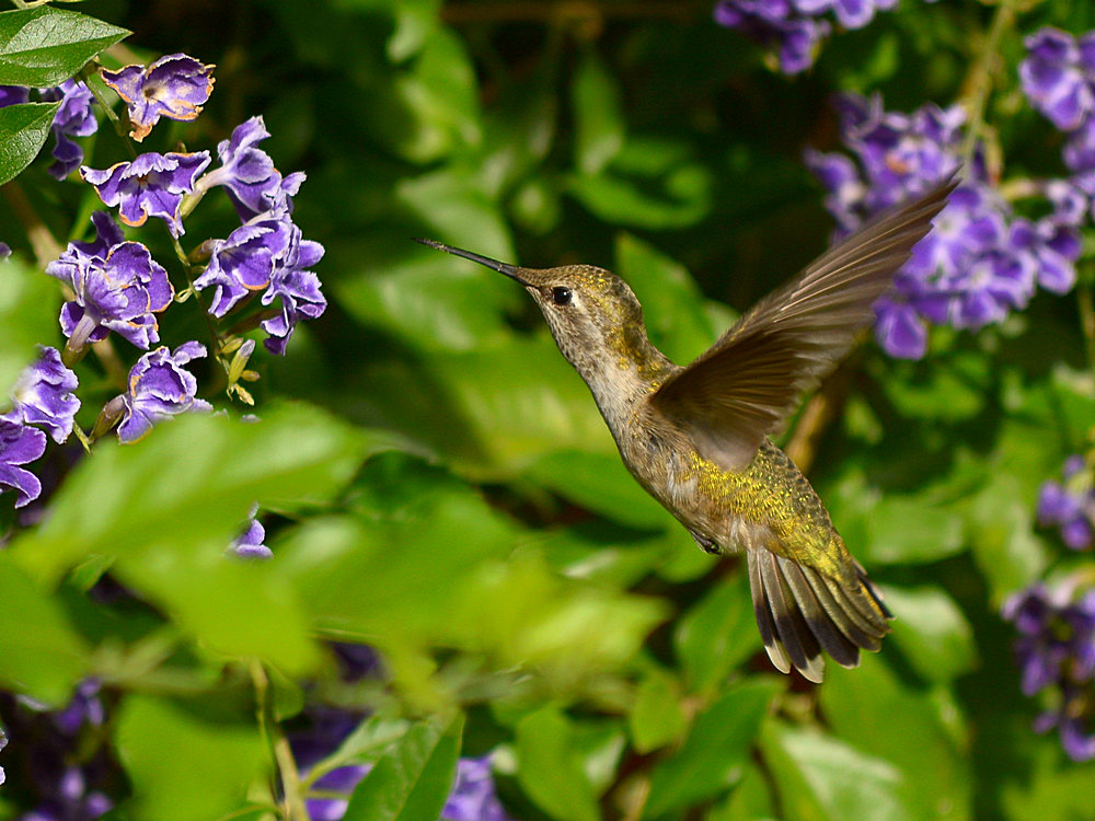 Hummer.jpg