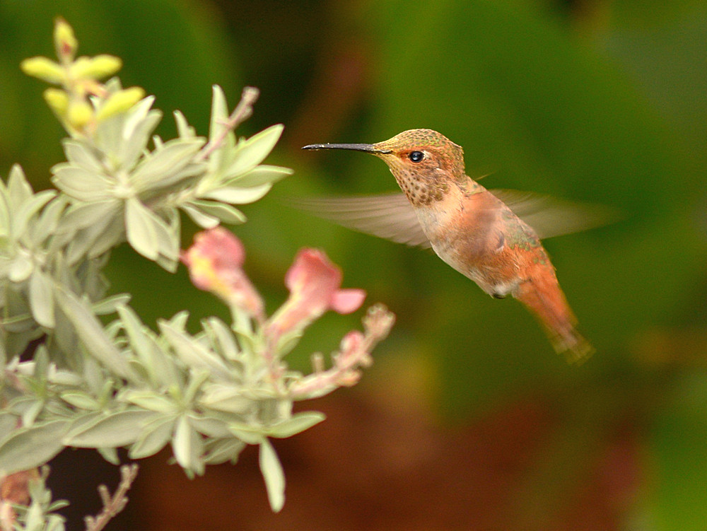 Hummer.jpg