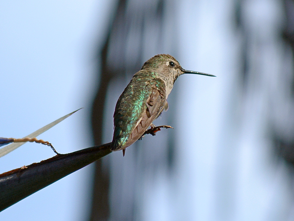 Hummer.jpg