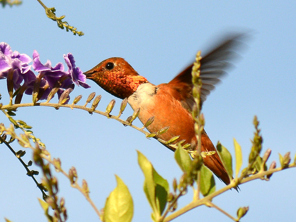 Hummer.jpg