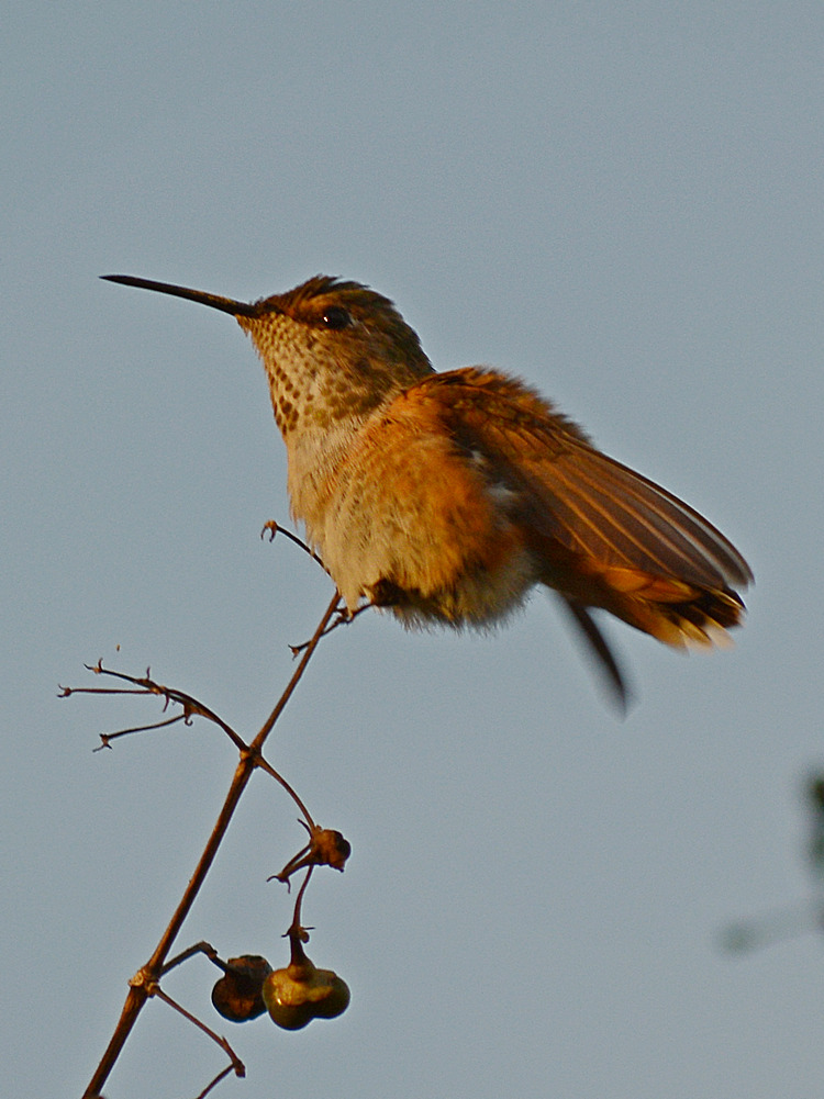 Hummer.jpg
